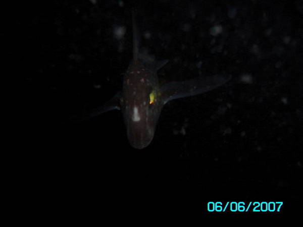 ratfish
