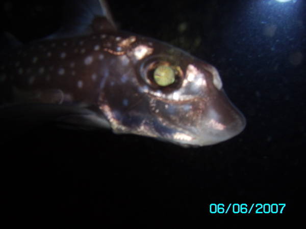 look into the eyes