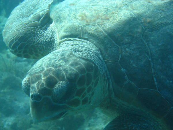 Turtle2