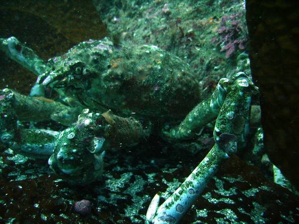 Sheep Crab