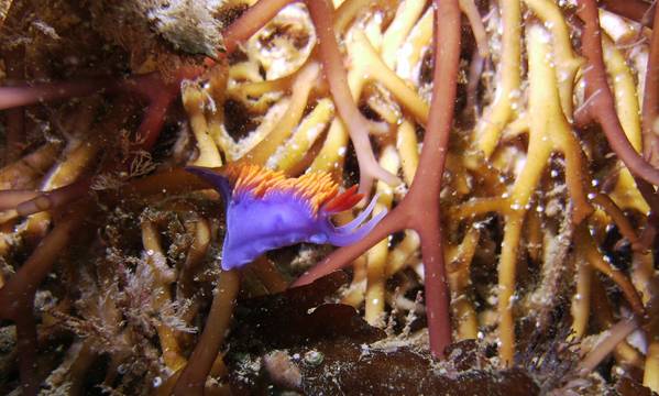 Elegant Nudibranch