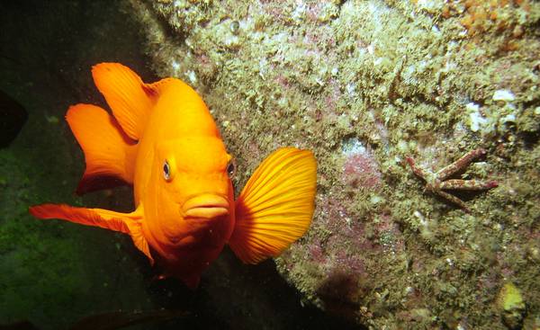 Henrock Reef