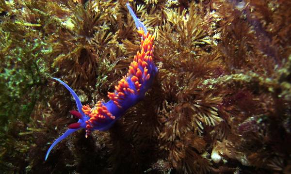 Nudibranchs