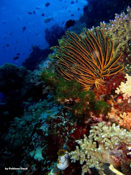 reef scenery