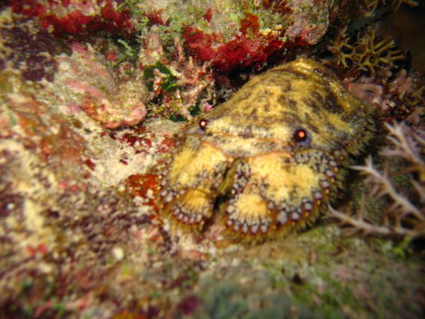 slipper lobster
