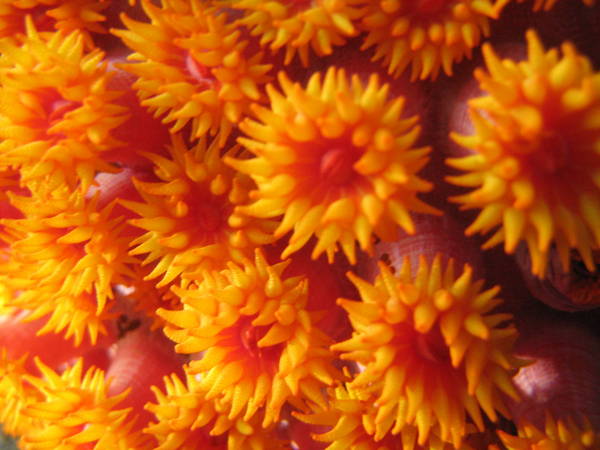 Lembeh Strait