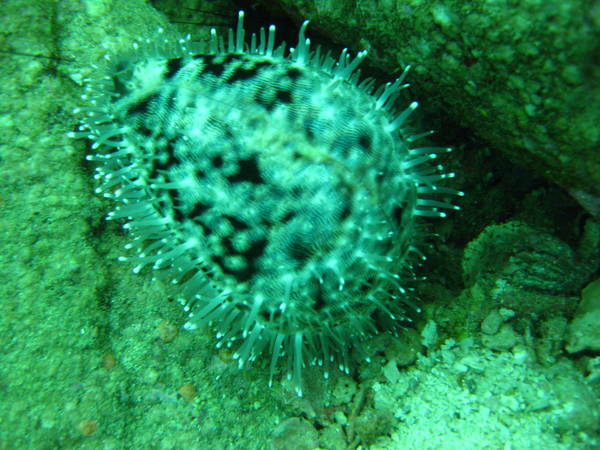 Cowrie, Cambodia