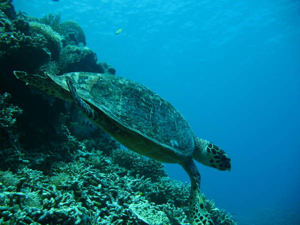 turtle!