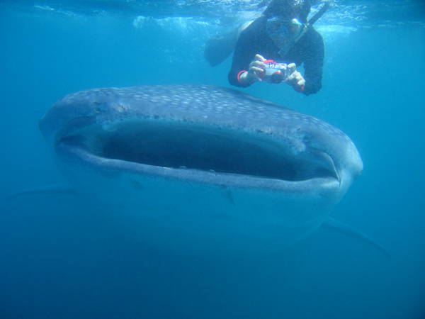 Whaleshark &amp; Snorkler