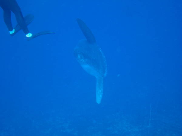 Mola mola, Bali 2007