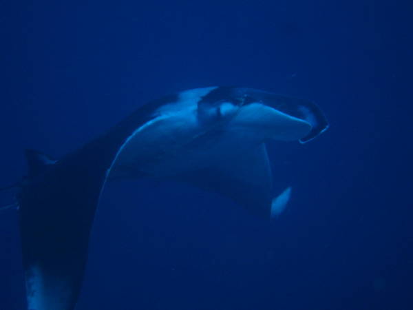 Manta, Bali 2007