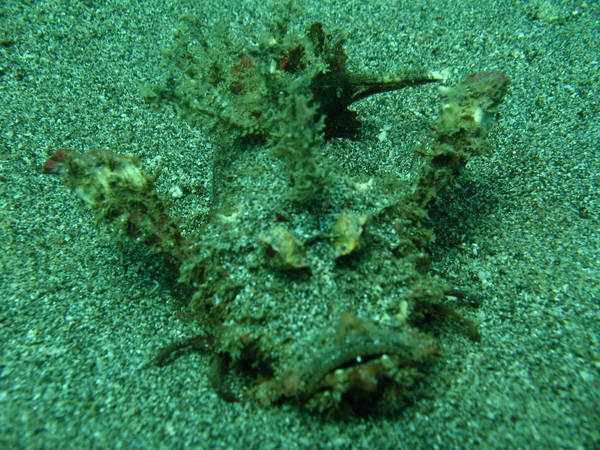 grumpy stonefish