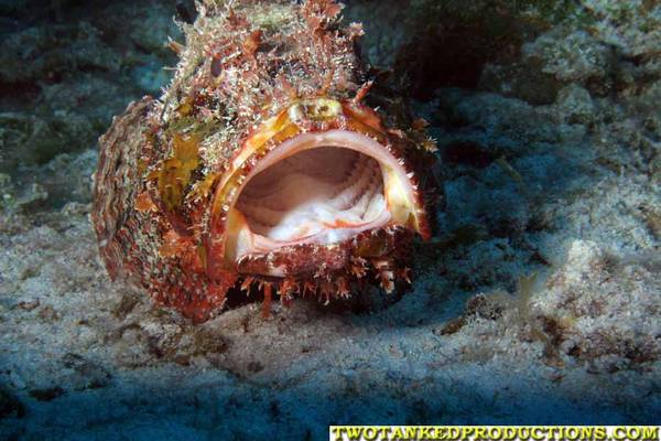 Scorpion fish at West Caicos Key