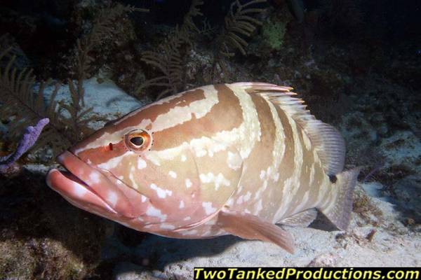 Nassau Grouper at West Caicos Key