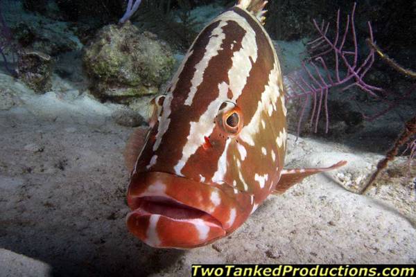 Nassau Grouper at West Caicos Key