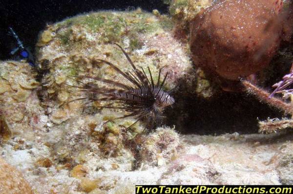 Red Lionfish at West Caicos Key