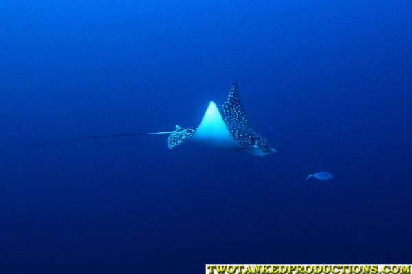 Eagle Ray at French Key