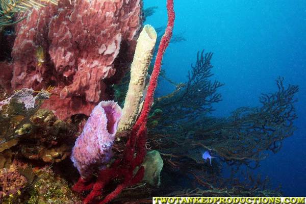 Sponges on the wall in Roatan Honduras