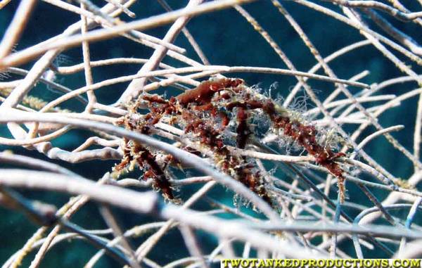Neck Crab on Soft Coral