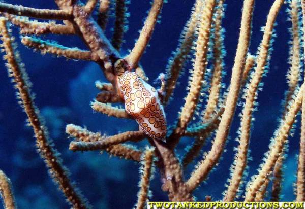 Flamingo Tongue