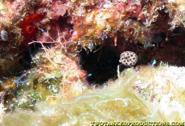 Juvenal Smooth Trunk fish