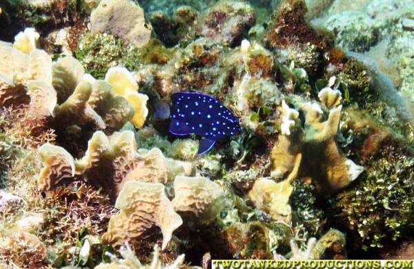 Juvenal Rock Beauty on reef
