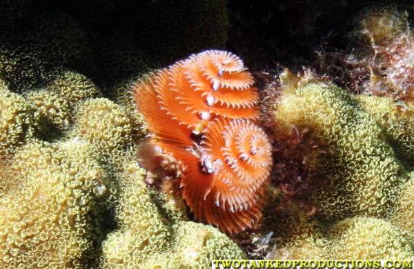 Christmas Tree Worm