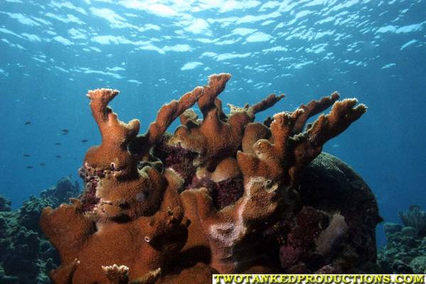Elk horn Coral
