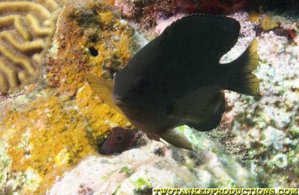 Sweet Lip Blenny and Damsel fish