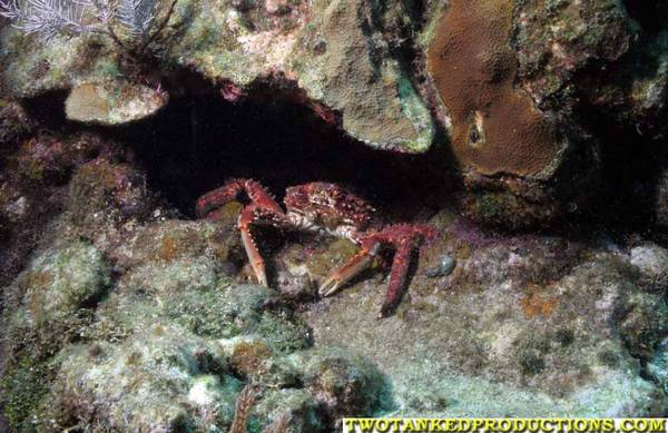 Channel Crab on reef in Roatan Honduras