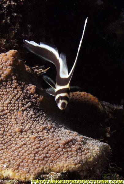 Juvenal Spotted Drum fish