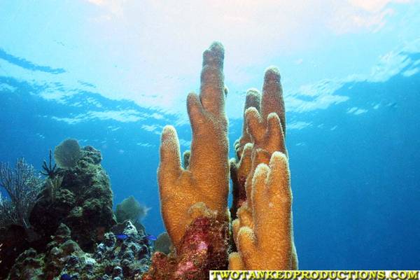 Pillar Coral