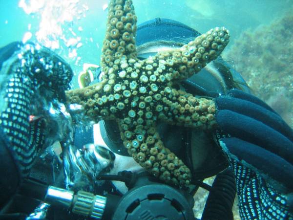 Star and diver