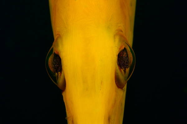 Painted Flutemouth