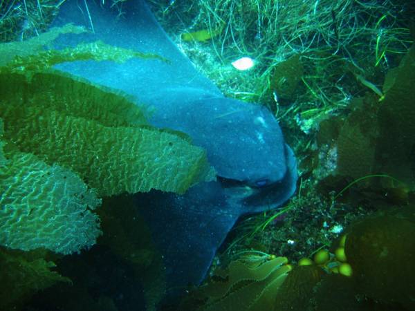 Bat Ray in Kelp Forest