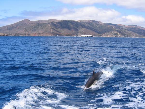 Dolphin and Catalina