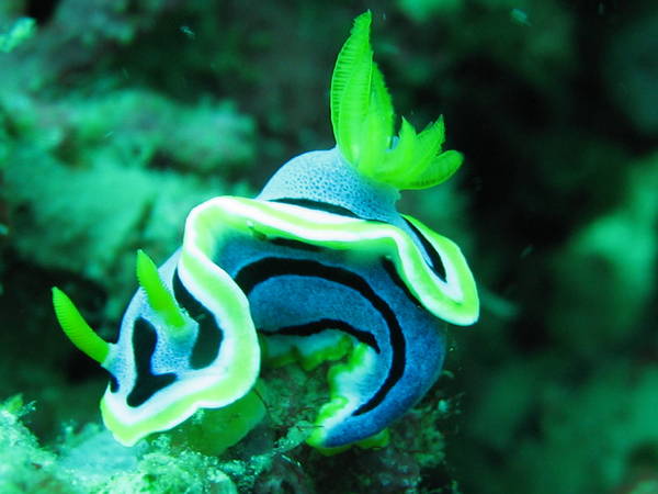 Nudibranchs