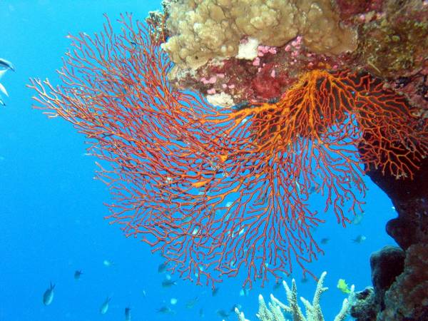 Fiji Coral