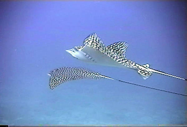 Spotted Eagle Rays, Cancun (2003)