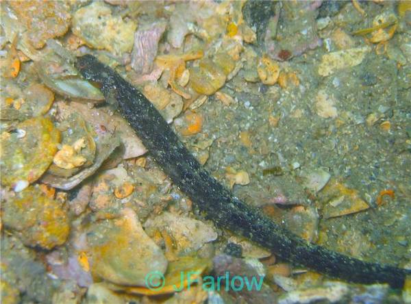 Girdled Pipefish