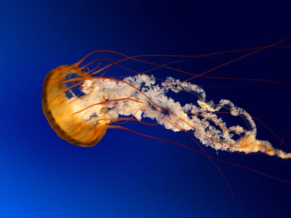 Jellyfish1