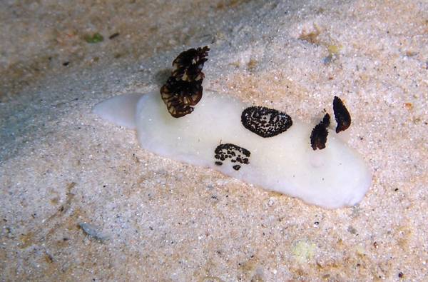 Jorunna Funebris
