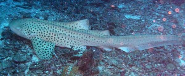 Leopard Shark