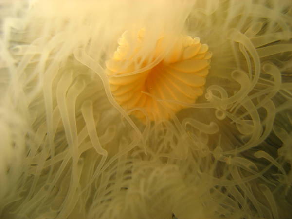 Anemone. Les Escoumins
