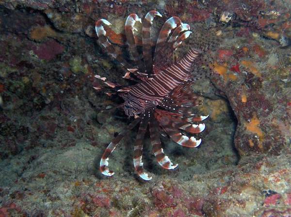 Lionfish
