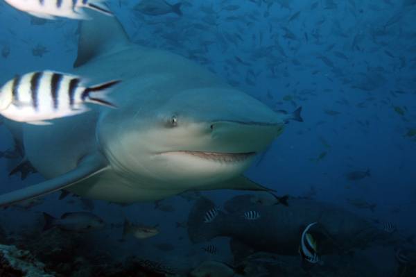 Bull shark head on @ Pacific Harbor Fiji!