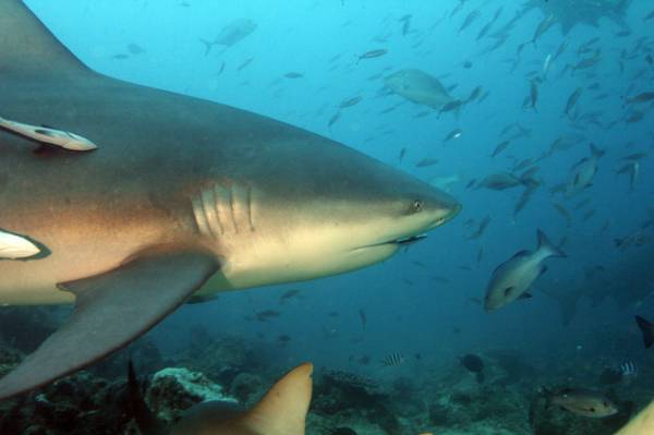Bull Shark in Beqa Lagoon Fiji 2012