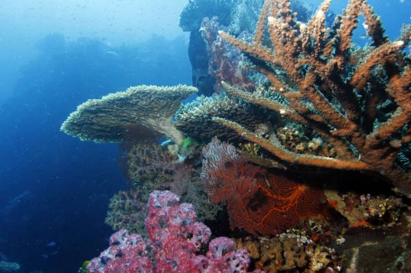 Wananavu Coral Reef