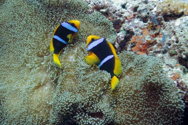 Anemone fish in Fiji 2012