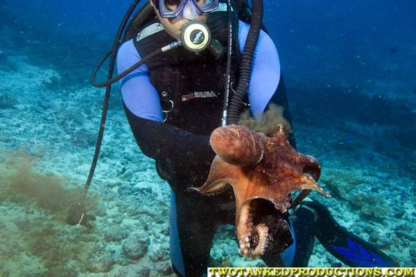 Dive Master with Reef Octopus Beqa Lagoon Fiji 07